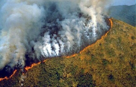 去年，亚马孙雨林大火引发全球的关注。 资料图